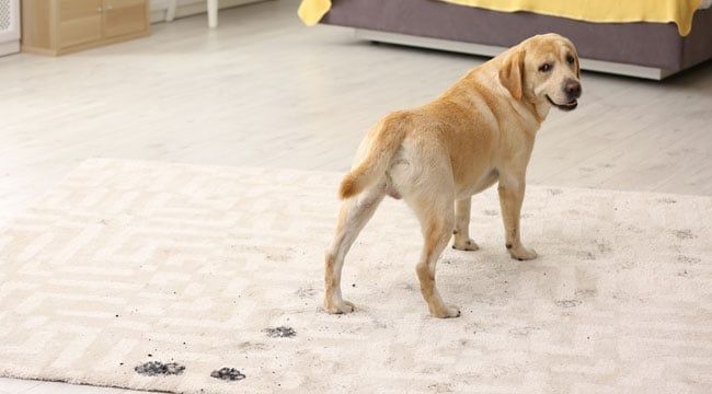 Cleaning up after your four-legged friend with Vax - Vax Blog